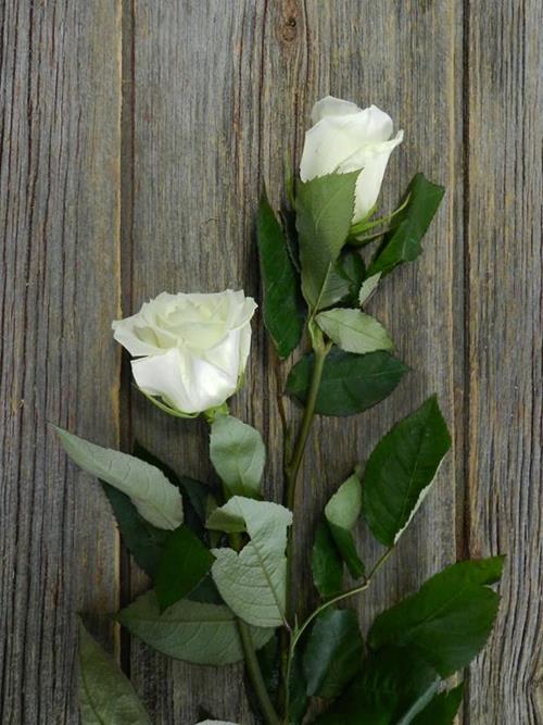 ESCIMO  WHITE ROSES